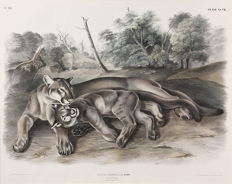 drawing of a cougar female and cub
