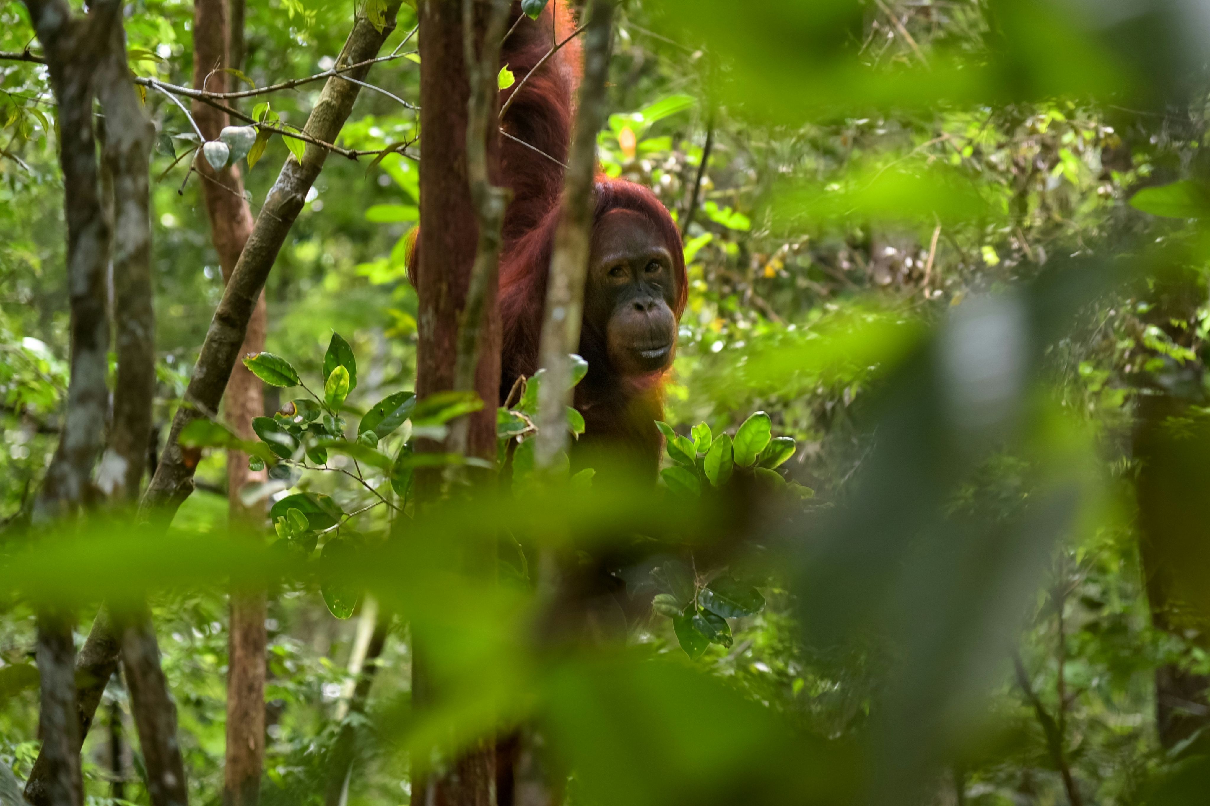 orangutan on tree during daytime