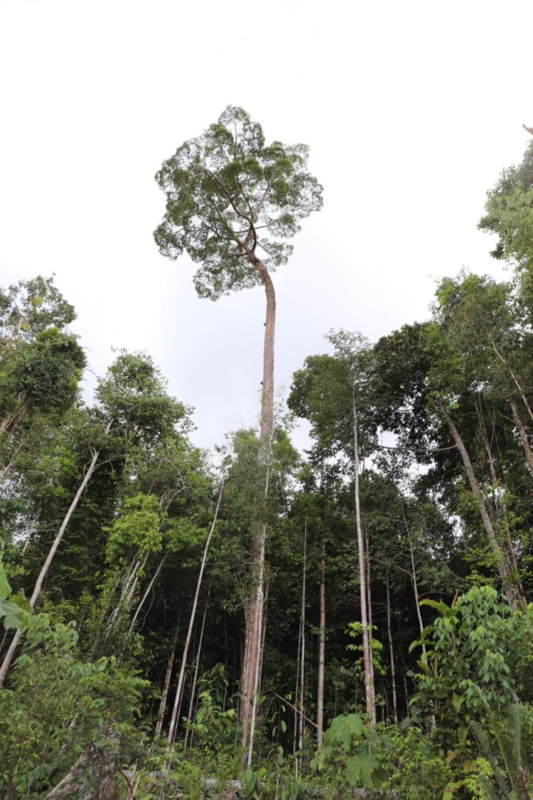 A tall, narrow tree in a forest