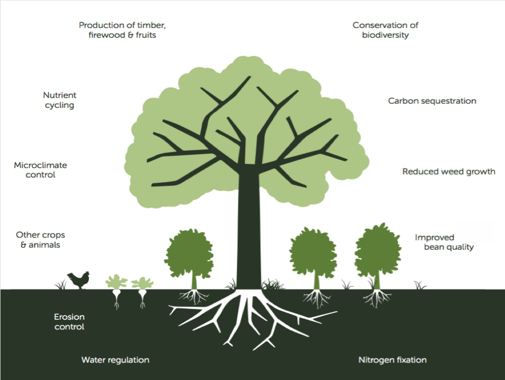 PDF) Carbon storage potential of cacao agroforestry systems of