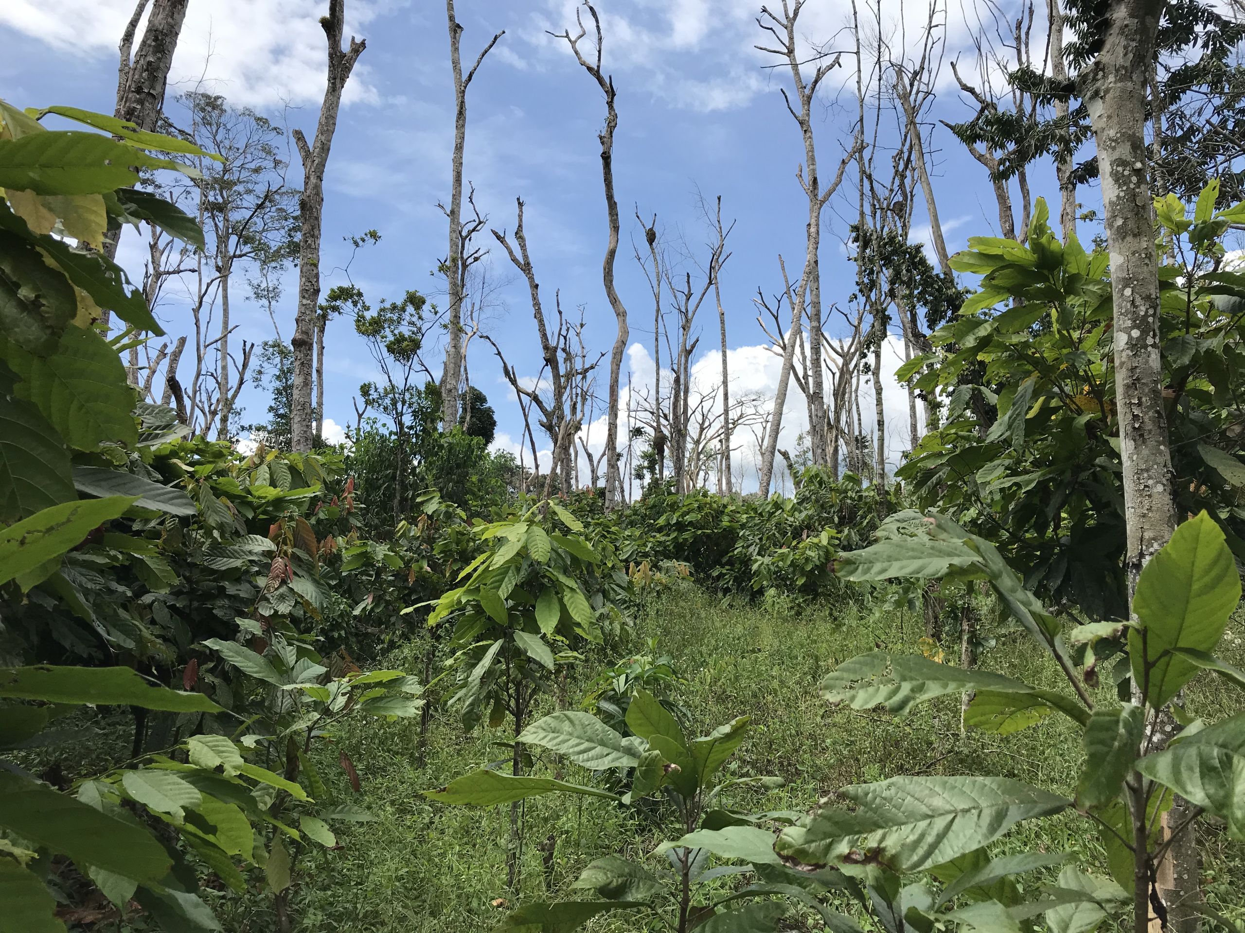 Smallholder vanilla agroforests in Madagascar with support trees for