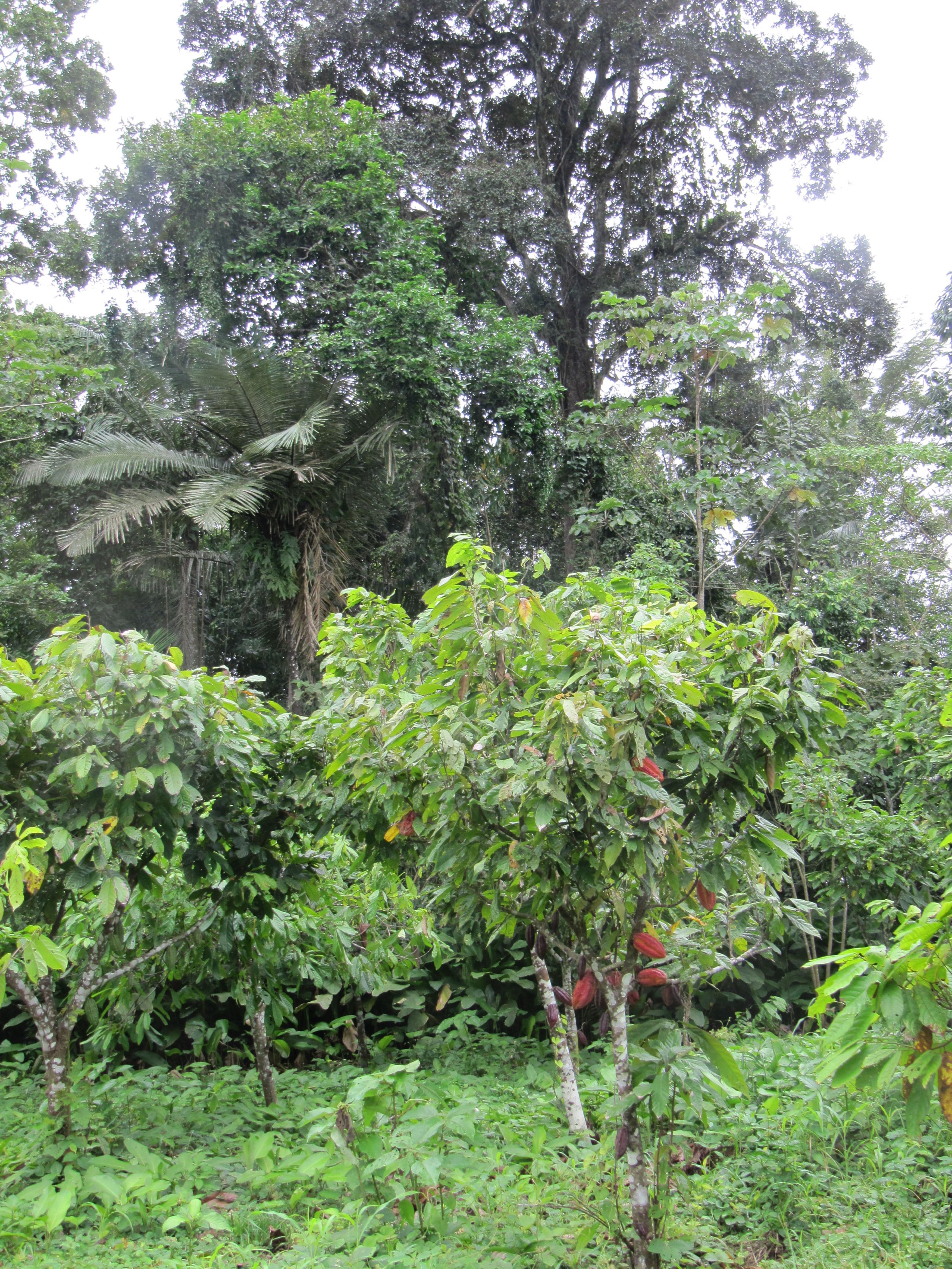 Smallholder vanilla agroforests in Madagascar with support trees for