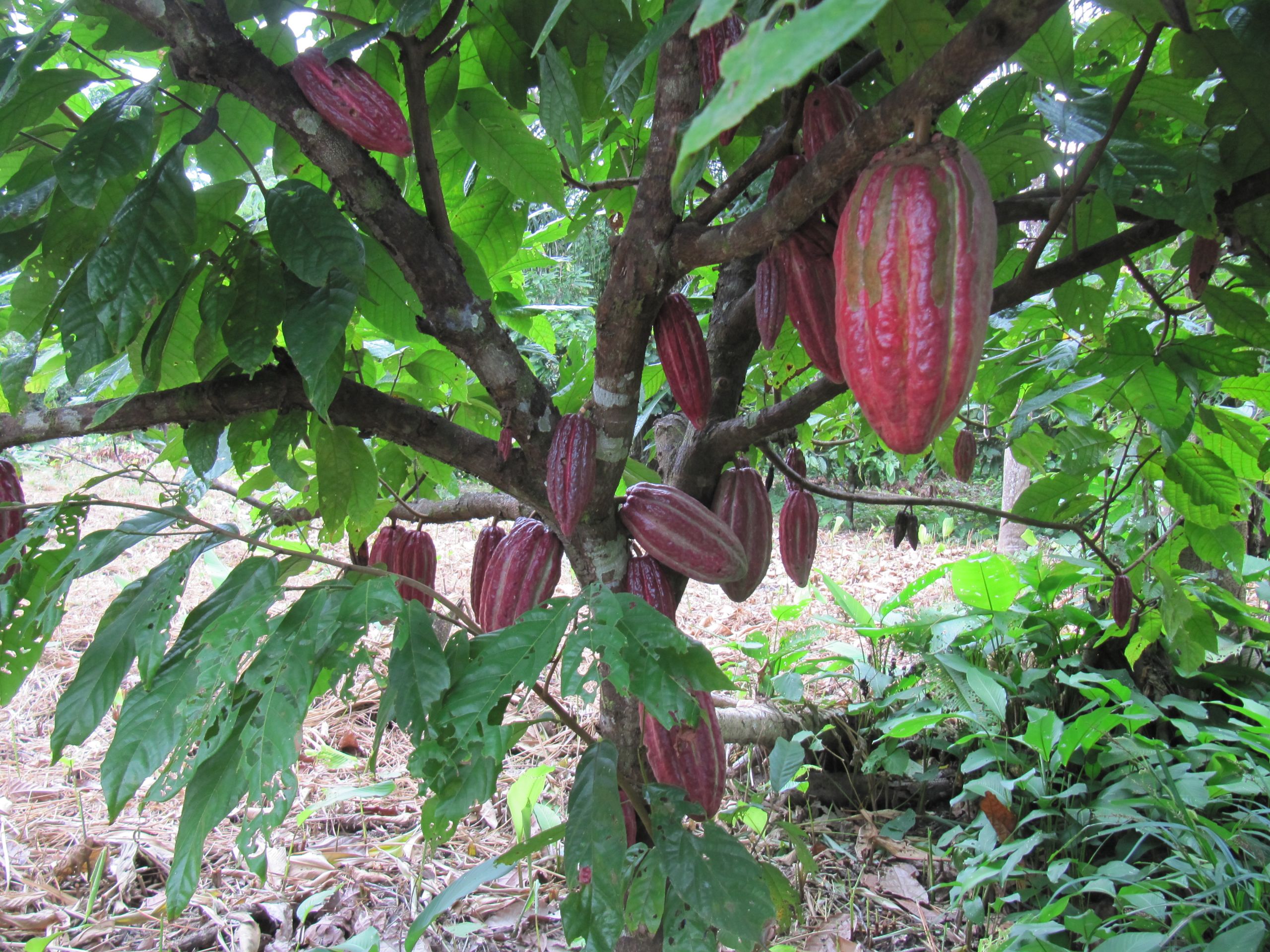 Smallholder vanilla agroforests in Madagascar with support trees for